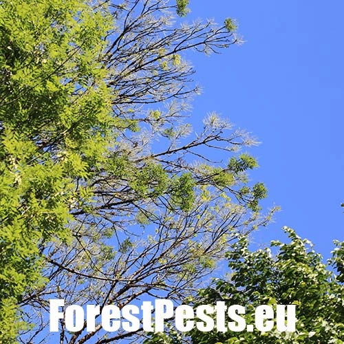 Piliarka jaseňov&aacute; 