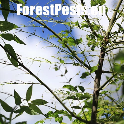 Piliarka jaseňov&aacute; 