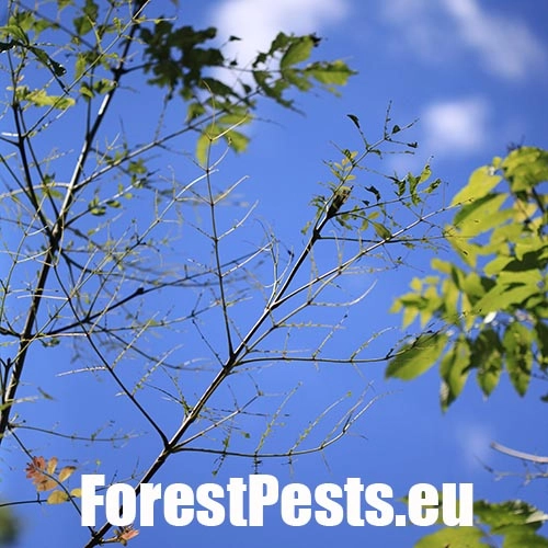 Piliarka jaseňov&aacute; 