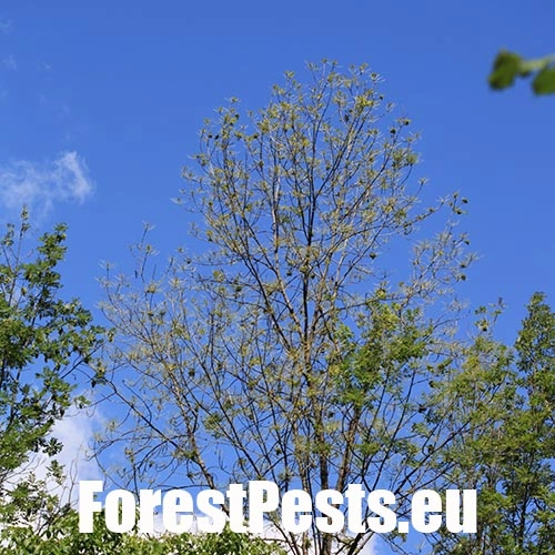 Piliarka jaseňov&aacute; 