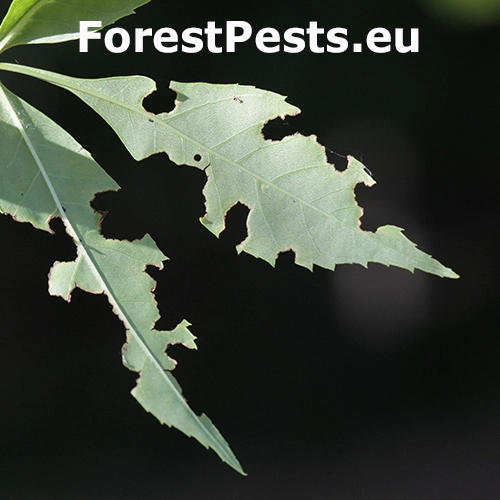 Piliarka jaseňov&aacute; 