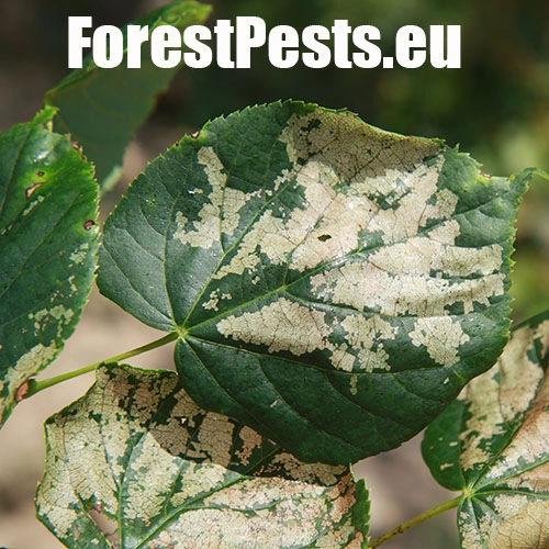 Piliarka lipov&aacute;