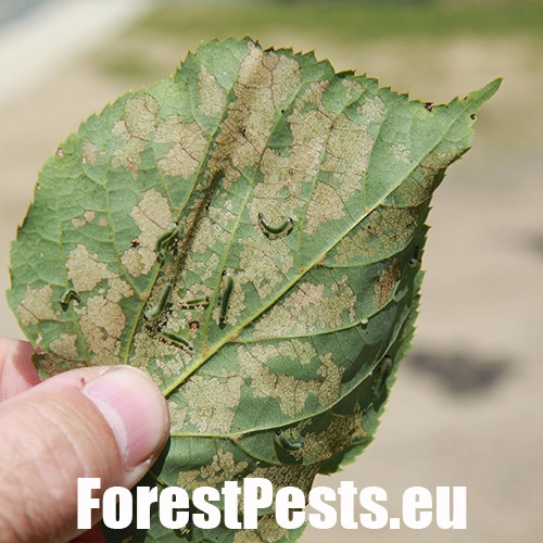 Piliarka lipov&aacute;