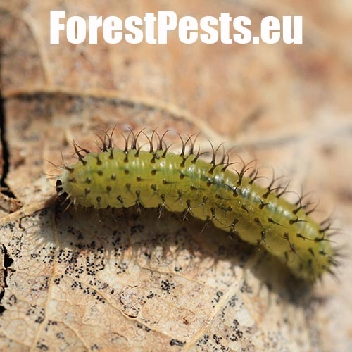 Piliarka Periclista spp. 