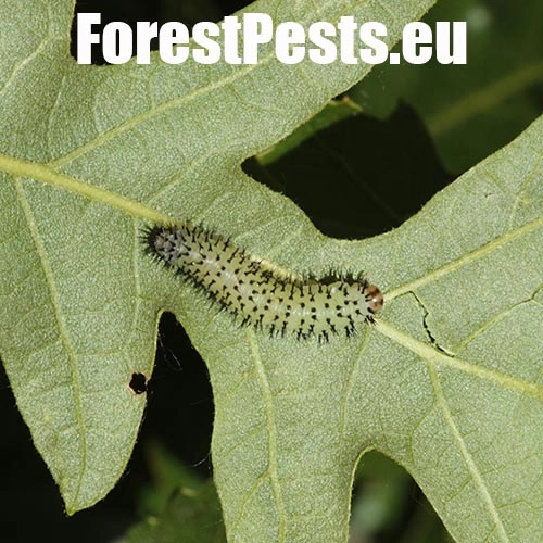 Piliarka Periclista spp. 