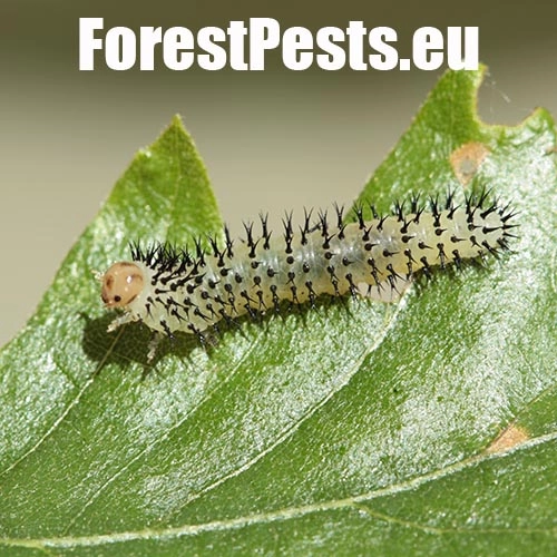 Piliarka Periclista spp. 