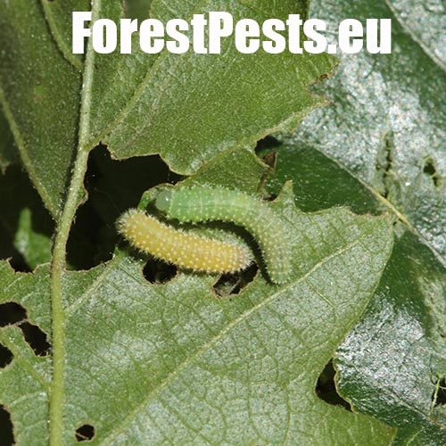 Piliarka Periclista spp. 