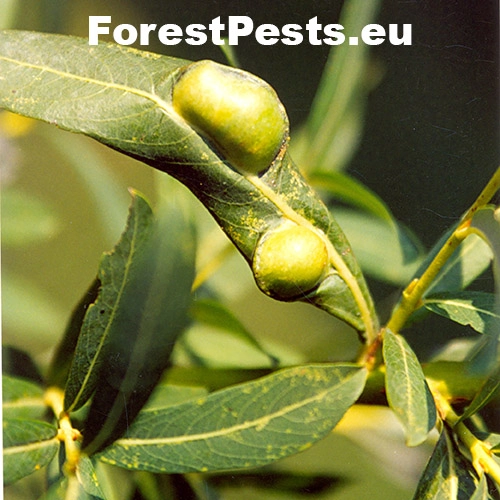 Piliarka Pontania vesicator