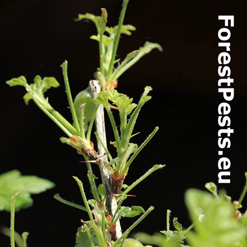 Piliarka Pristiphora appendiculata