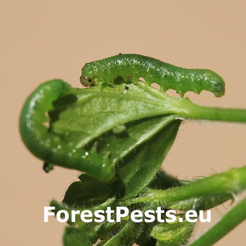 Piliarka Pristiphora appendiculata