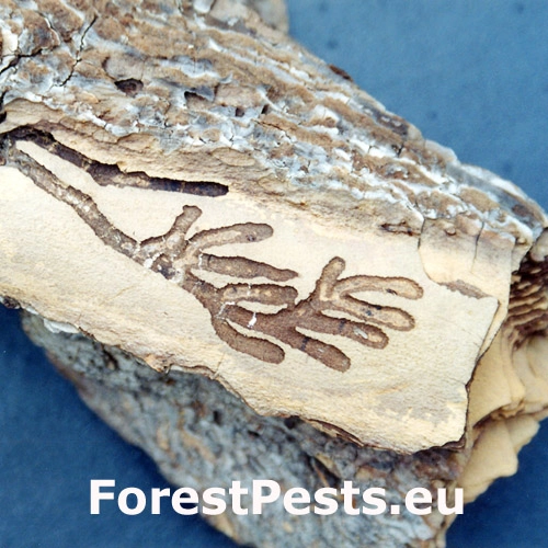 Piliarka Strongylogaster multifasciata