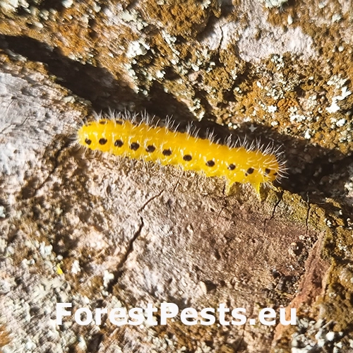 Piliarka topoľov&aacute;