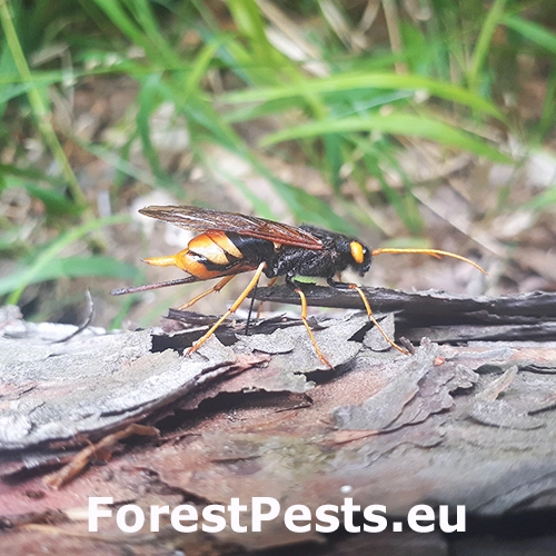 P&iacute;lovka veľk&aacute;