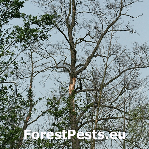 P&iacute;lovka Xiphydria camelus