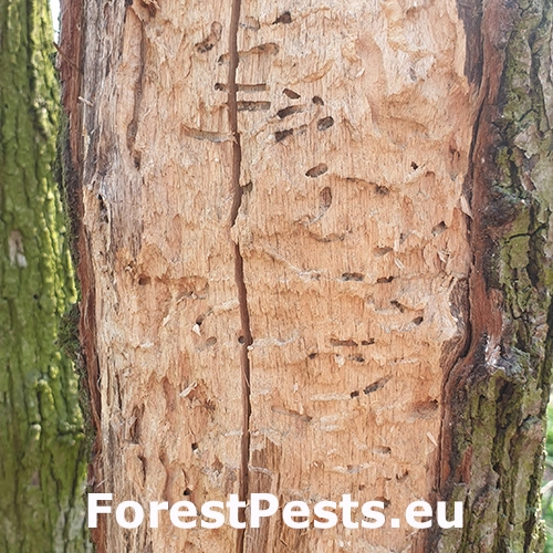 P&iacute;lovka Xiphydria longicollis