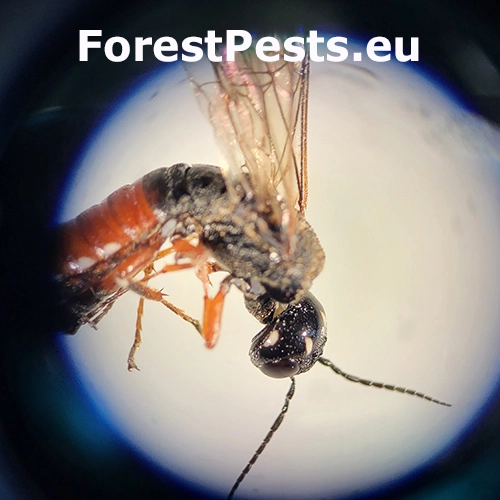 P&iacute;lovka Xiphydria prolongata