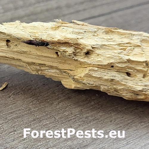 P&iacute;lovka Xiphydria prolongata