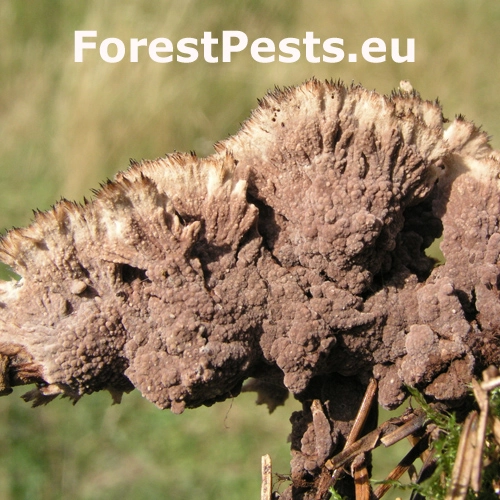 Plesňovka zemn&aacute;