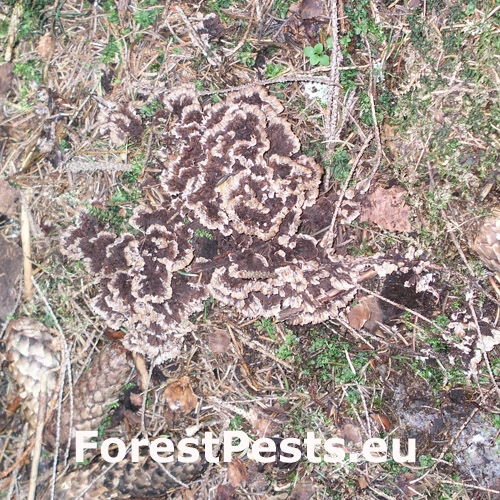 Plesňovka zemn&aacute;