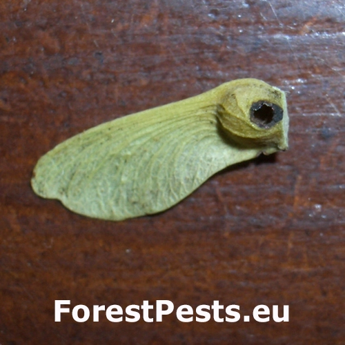 Plodokaz zlatohned&yacute;