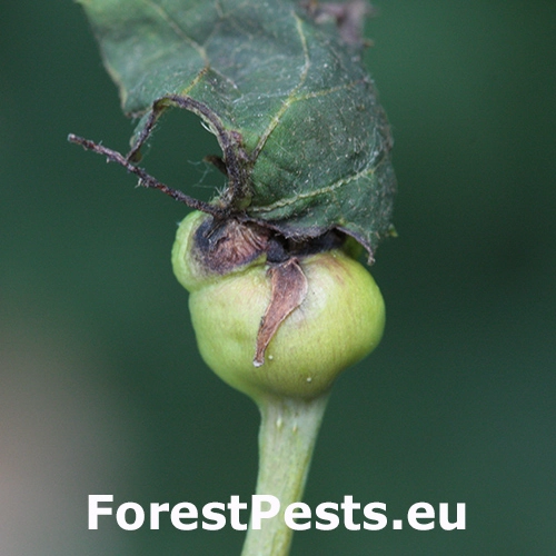 Plodomorka Contarinia tiliarum