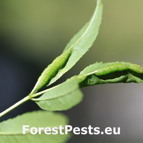 Plodomorka Dasineura acrophila 