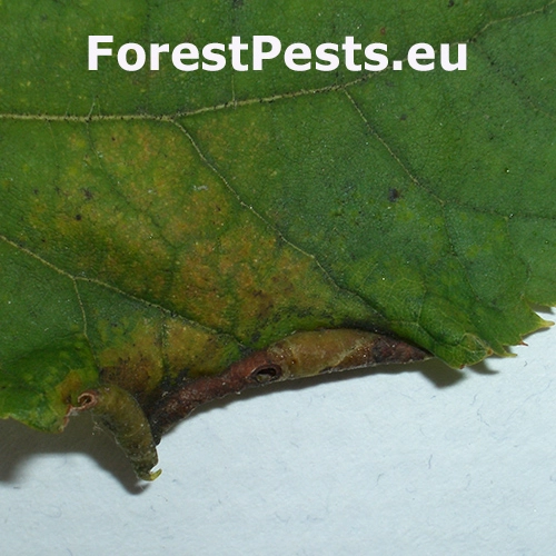 Plodomorka Dasineura tiliae