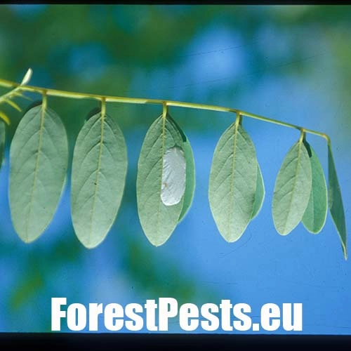 Plosk&aacute;čik ag&aacute;tov&yacute;