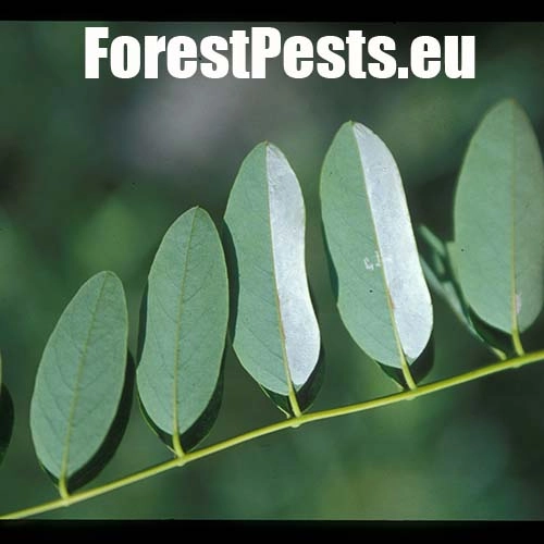 Plosk&aacute;čik ag&aacute;tov&yacute;