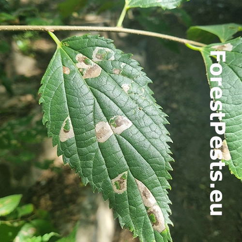 Plosk&aacute;čik brestovcov&yacute;