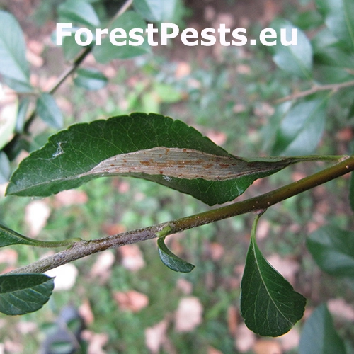 Plosk&aacute;čik hlohyňov&yacute;