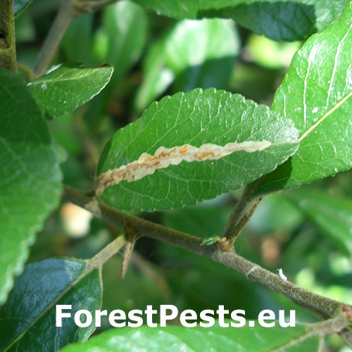 Plosk&aacute;čik hlohyňov&yacute;