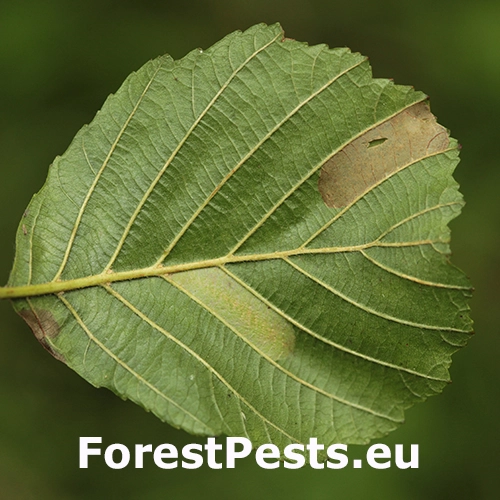 Plosk&aacute;čik jel&scaron;ov&yacute;