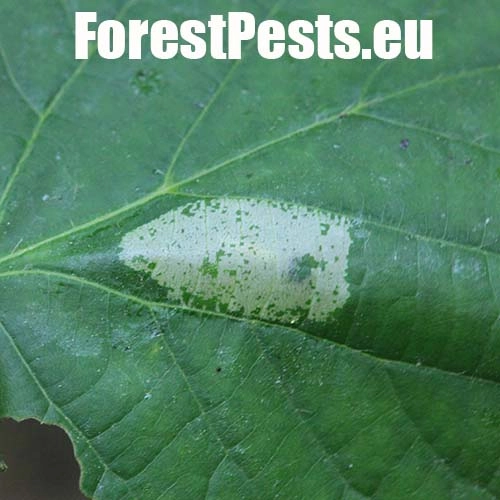 Plosk&aacute;čik lipov&yacute;