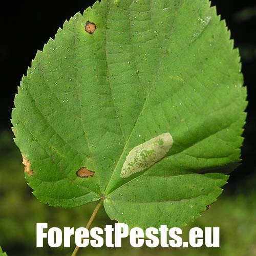 Plosk&aacute;čik lipov&yacute;