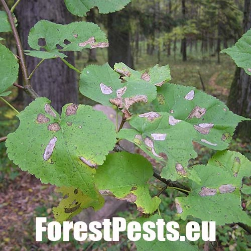 Plosk&aacute;čik lipov&yacute;