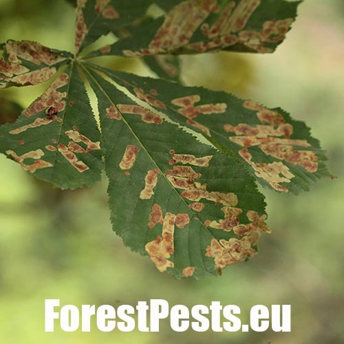 Plosk&aacute;čik paga&scaron;tanov&yacute;