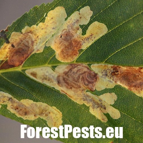 Plosk&aacute;čik paga&scaron;tanov&yacute;