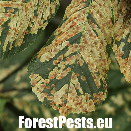 Hnedé fľaky na listoch. Foto : M.Zúbrik