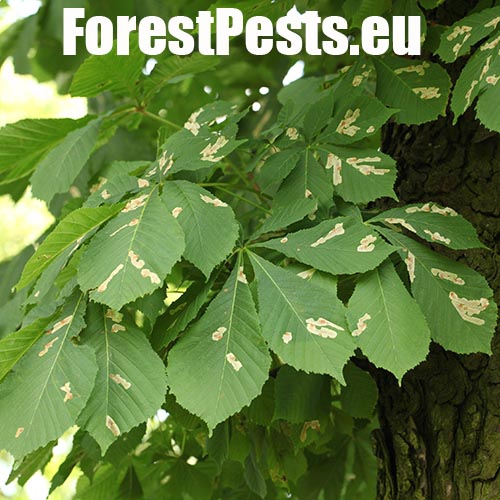 Hnedé fľaky na listoch. Foto : M.Zúbrik