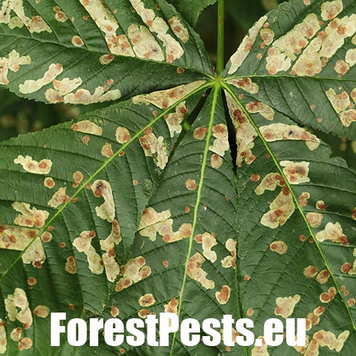 Hnedé fľaky na listoch. Foto : M.Zúbrik