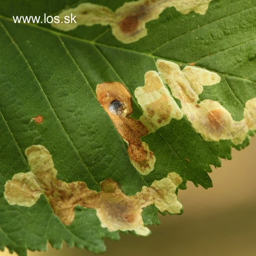 Plosk&aacute;čik paga&scaron;tanov&yacute;