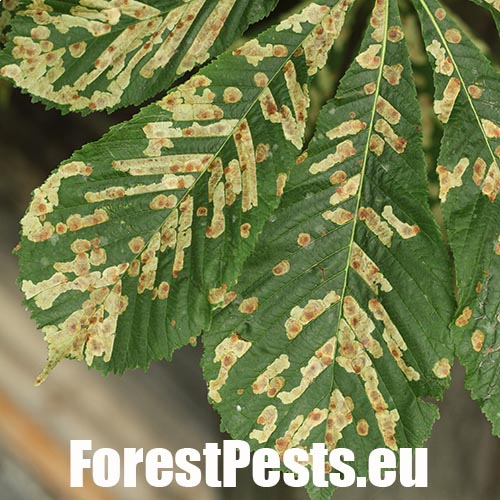 Hnedé fľaky na listoch. Foto : M.Zúbrik