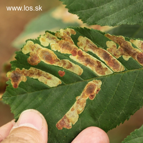 Plosk&aacute;čik paga&scaron;tanov&yacute;