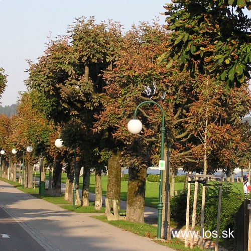 Poškodené stromoradie. Foto: M. Zúbrik