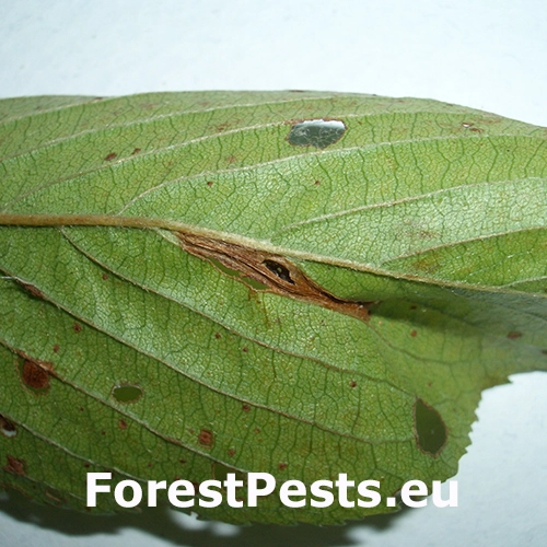 Plosk&aacute;čik Phyllonorycter cerasicolella
