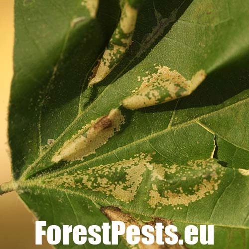 Plosk&aacute;čik platanov&yacute;