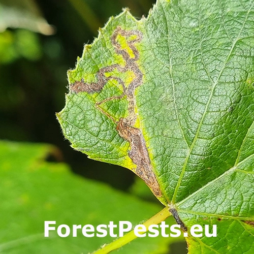 Listovn&iacute;ček viničov&yacute;