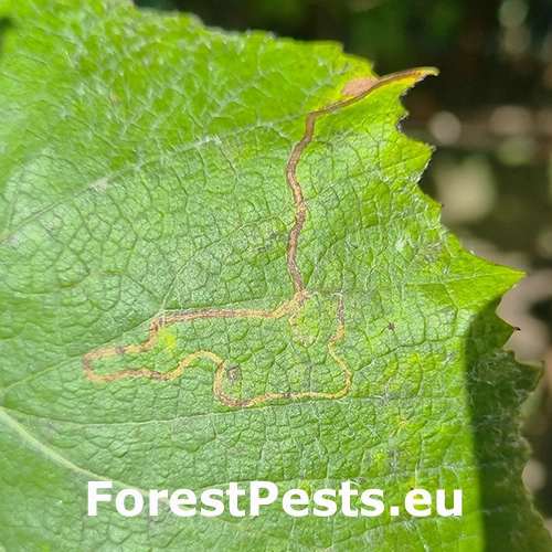 Listovn&iacute;ček viničov&yacute;