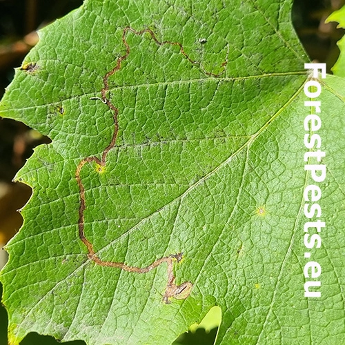 Listovn&iacute;ček viničov&yacute;